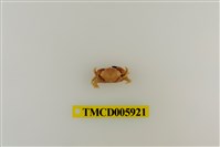 藏品(光滑綠蟹)的圖片